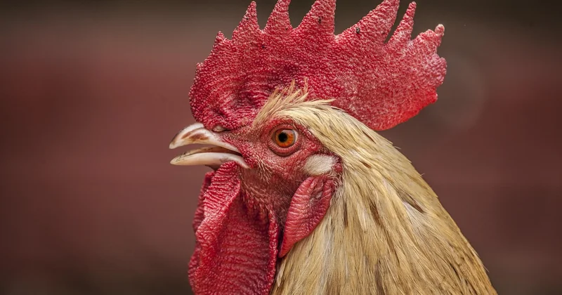 Pepe Chicken est-il halal ?
