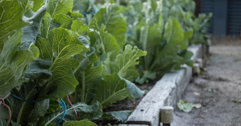 Le croquant des légumes : comment le préserver vraiment