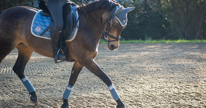 Le dressage en couches stables : la technique qui change tout